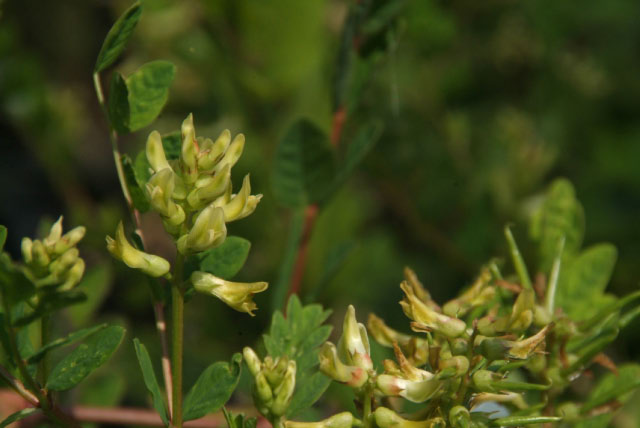 Astragalus glycyphyllosHokjespeul bestellen